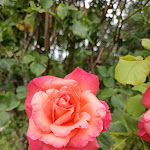 Photo n° 2 de l'avis de Virginie.i fait le 06/06/2022 à 15:10 pour Roseraie - Les Chemins de la Rose à Doué la Fontaine