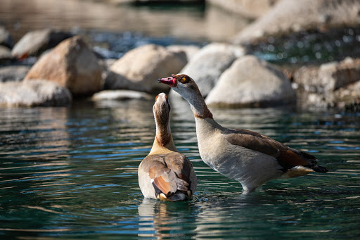 Park «Laguna Lake Park», reviews and photos, 3120 Lakeview Dr, Fullerton, CA 92835, USA