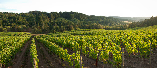 Winery «Colene Clemens Vineyards», reviews and photos, 22501 NE Dopp Rd, Newberg, OR 97132, USA
