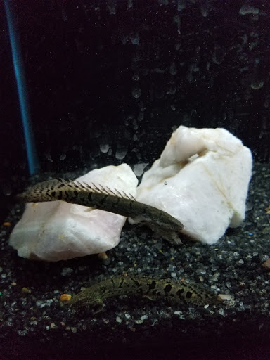 Aquarium «Syracuse Aquarium & Pond Supply», reviews and photos, 4618 North St, Jamesville, NY 13078, USA