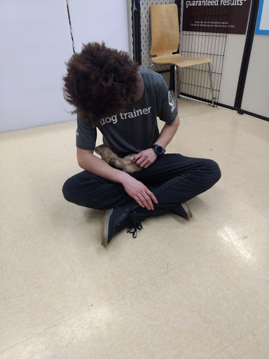 Pet Supply Store «Petco Animal Supplies», reviews and photos, 710 Franklin Ave, Franklin Square, NY 11010, USA