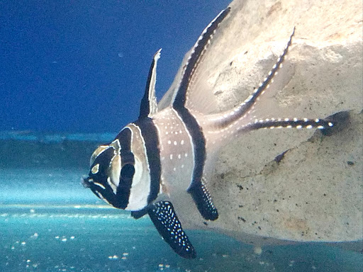 Pet Store «Oak Park Natural Pet & Fish», reviews and photos, 23 N Harlem Ave, Oak Park, IL 60302, USA