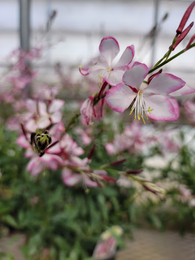 Garden Center «Gregor Farm & Greenhouse Inc», reviews and photos, 2592 Holy Name Dr, Wayzata, MN 55391, USA