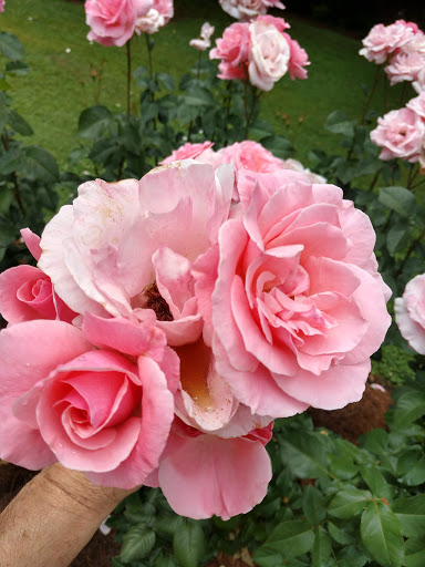 Performing Arts Theater «Raleigh Little Theatre», reviews and photos, 301 Pogue St, Raleigh, NC 27607, USA