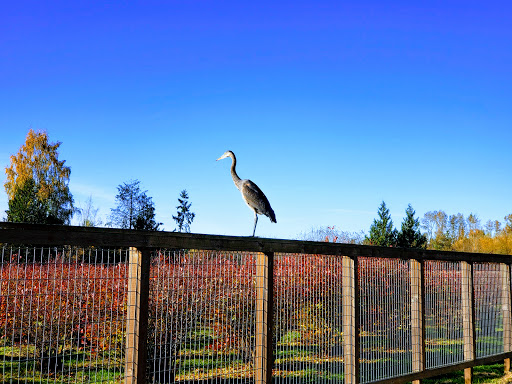 Swimming Pool «Samena Swim & Recreation Club», reviews and photos, 15231 Lake Hills Blvd, Bellevue, WA 98007, USA