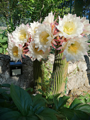 Photos du propriétaire Casa vacanza La casa di antonella vico del Gargano 71018 Vico del Gargano