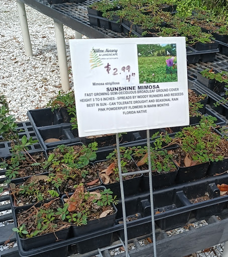 Plant Nursery «Wilcox Nursery», reviews and photos, 12501 Indian Rocks Rd, Largo, FL 33774, USA