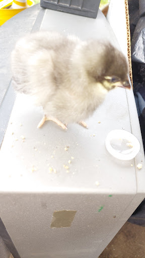 Animal Feed Store «Wilco Farm Store», reviews and photos, 2950 S Santiam Hwy, Lebanon, OR 97355, USA