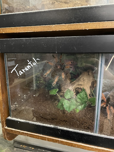 Pet Supply Store «Village Pet Shop», reviews and photos, 3008 Pacific Ave, Livermore, CA 94550, USA