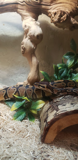 Pet Supply Store «Petco Animal Supplies», reviews and photos, 975 NW Gilman Blvd E, Issaquah, WA 98027, USA