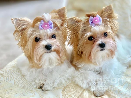 Pine Point Animal Hospital