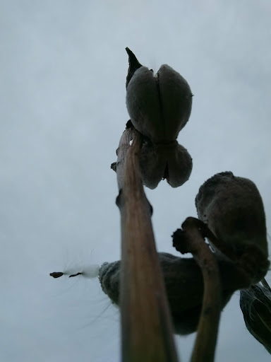 Nature Preserve «Asylum Lake Preserve», reviews and photos, 3836 S Drake Rd, Kalamazoo, MI 49008, USA