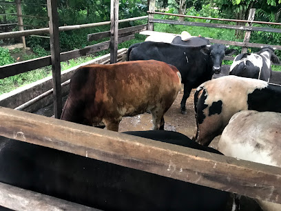 Perladangan dan Penternakan Lembu