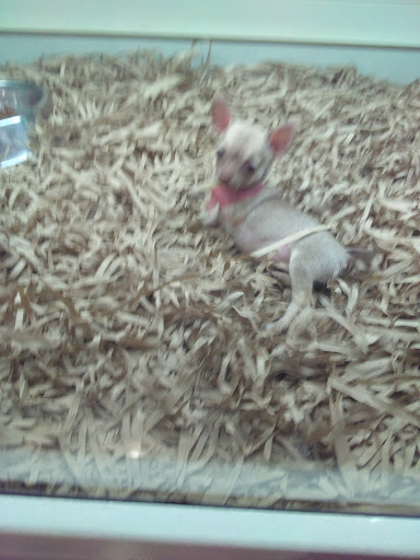 Pet Store «Puppy Boutique Store», reviews and photos, 4001 N Federal Hwy, Fort Lauderdale, FL 33308, USA