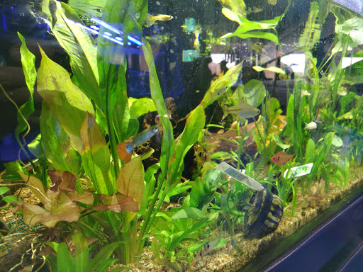 Tropical Fish Store «Tropical Pet Oasis», reviews and photos, 10218 Progress Ln, Parker, CO 80134, USA