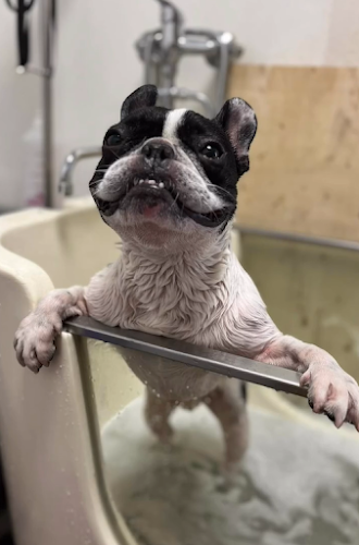 Dog’s beauty&wellness Telefónne číslo