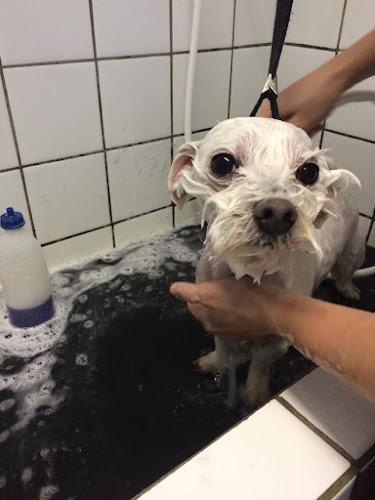 Doggies Self Dog Wash - Hondentrainer