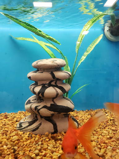 Pet Supply Store «PetSmart», reviews and photos, 1421 Carl D Silver Parkway, Fredericksburg, VA 22401, USA