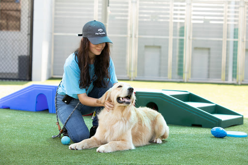 Pampered Pets, 601 Concord Ave, Charlottesville, VA 22903, USA, 