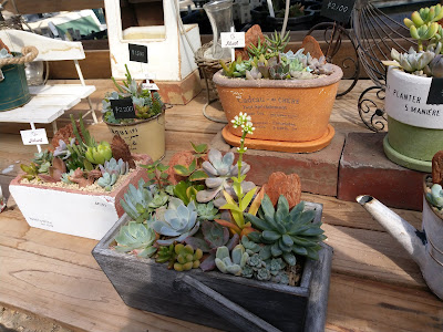 愛媛 多肉 植物 246543