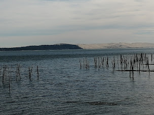 Photo n°236 de Restaurant L'Escale à Lège-Cap-Ferret ()