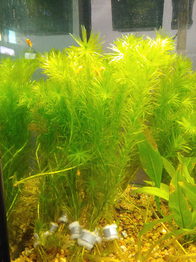 Aquarium «Vienna Aquarium & Pets», reviews and photos, 301 Industrial Ct SE, Leesburg, VA 20175, USA