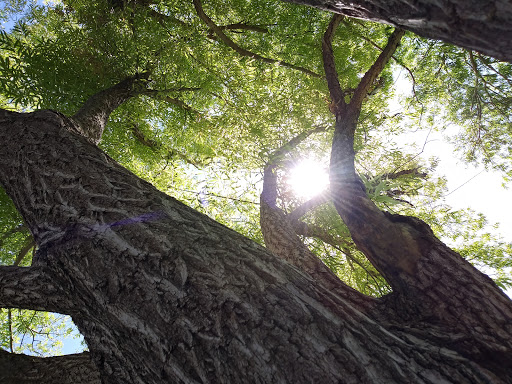 Park «Centennial Park», reviews and photos, 3333 Harrison St, Kingman, AZ 86409, USA