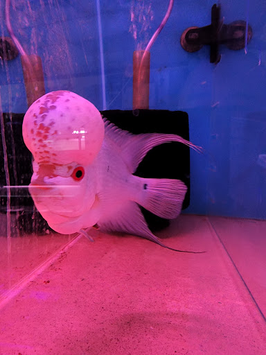 Aquarium Shop «Total Fish & Pets», reviews and photos, 137 Valley Blvd, Alhambra, CA 91801, USA