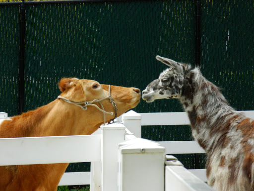 Zoo «Cosley Zoo», reviews and photos, 1356 N Gary Ave, Wheaton, IL 60187, USA