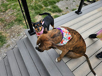 All Paws Grooming KC (mobile) - Photo 1 - Car repair in , Independence