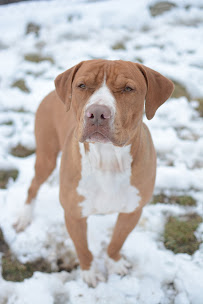 Boondocks Pet Resort - Photo 8 - Car repair in Niagara Falls, ON, Canada, Buffalo