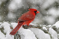 Flying Friends Wild Bird Shop - Photo 4 - Car repair in Crystal Lake, IL, Elgin