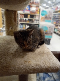 PetSmart - Photo 3 - Car repair in Houston, TX, The Woodlands