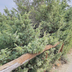 Photo n°6 de l'avis de Rabani.a fait le 24/07/2023 à 11:21 sur le  Dunadonda à Marina di Vecchiano, Vecchiano