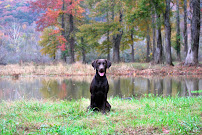 Southern Pro Kennel - Photo 7 - Car repair in Flintstone, GA, Chattanooga