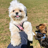 DOG TRAINING, WALKING AND SITTING - Photo 7 - Car repair in Brooklyn, NY, Brooklyn