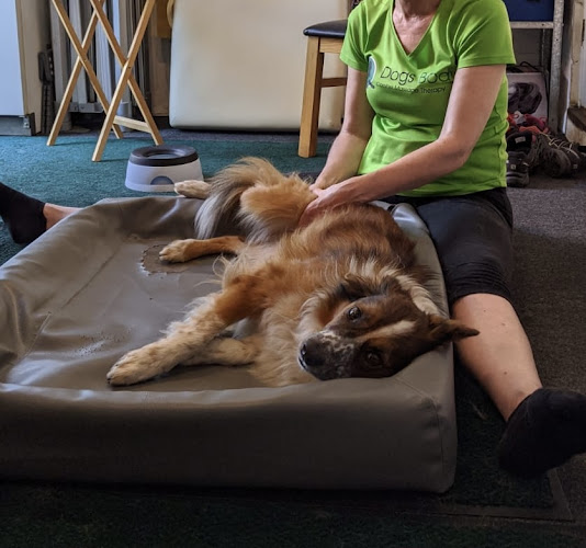 Dogs Body Canine Massage Therapy - Gloucester