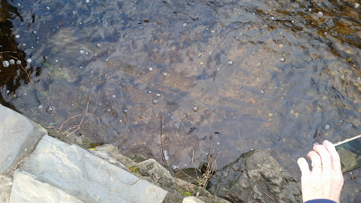 Park «Oliver Mill Park», reviews and photos, Nemasket St, Middleborough, MA 02346, USA