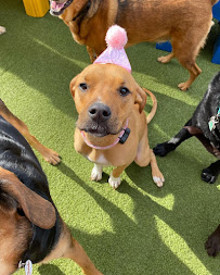 Camp Bow Wow - Photo 6 - Car repair in Allentown, PA, Allentown