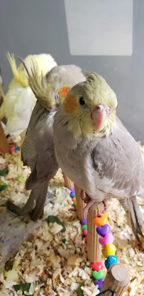 C & B Birds - Photo 7 - Car repair in Verona, PA, Pittsburgh