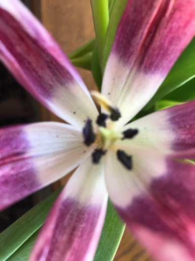 Florist «French Florist», reviews and photos, 8658 W Pico Blvd, Los Angeles, CA 90035, USA