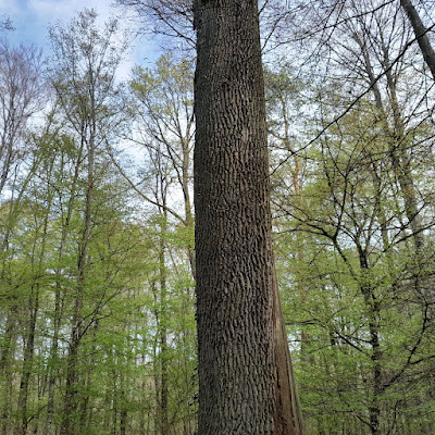 Grand chêne de Durmenach à Durmenach