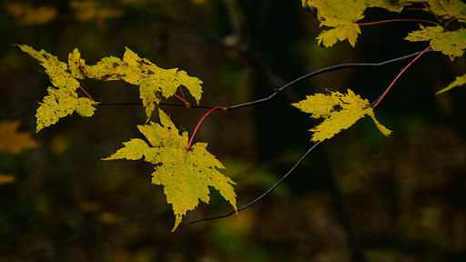 Nature Preserve «Al Sabo Land Preserve», reviews and photos, 6310 Texas Dr, Kalamazoo, MI 49009, USA