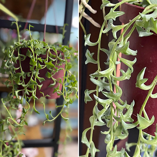 Explore cover up tattoo ideas female leg, creative tattoo ideas in Ocala, available at The Tattoo Gallery of Ocala LLC