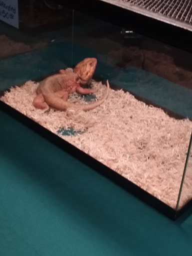 Reptile Store «Cleveland Reptile Show», reviews and photos, 17250 Hummel Rd, Brook Park, OH 44142, USA