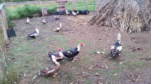 Greenhouse «Stiles Vegetable Farm and Greenhouse», reviews and photos, 11717 Sheridan Rd, Pleasant Prairie, WI 53158, USA