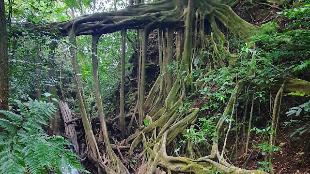 Ficus La Raiz trailhood