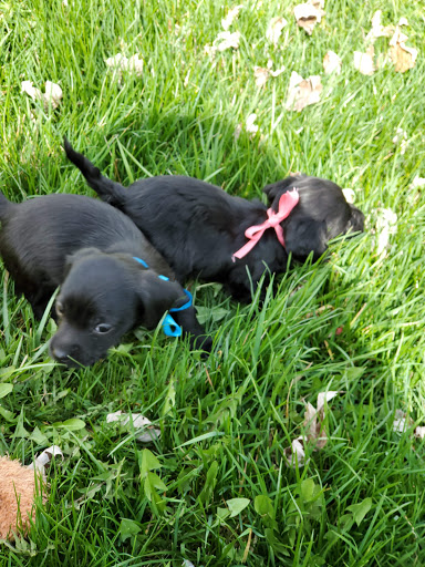 Pet Supply Store «Petco Animal Supplies», reviews and photos, 200 McMahan Blvd, Marion, OH 43302, USA