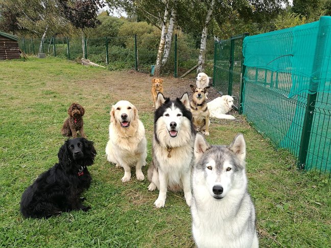 Reviews of Tails of Wivenhoe in Colchester - Dog trainer