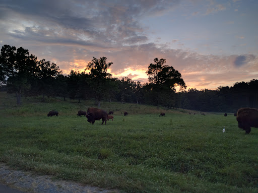 Nature Preserve «Elk and Bison Prairie», reviews and photos, Elk & Bison Prairie Rd, Golden Pond, KY 42211, USA
